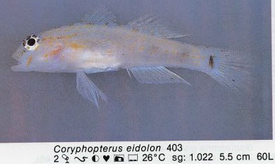 Coryphopterus eidolon